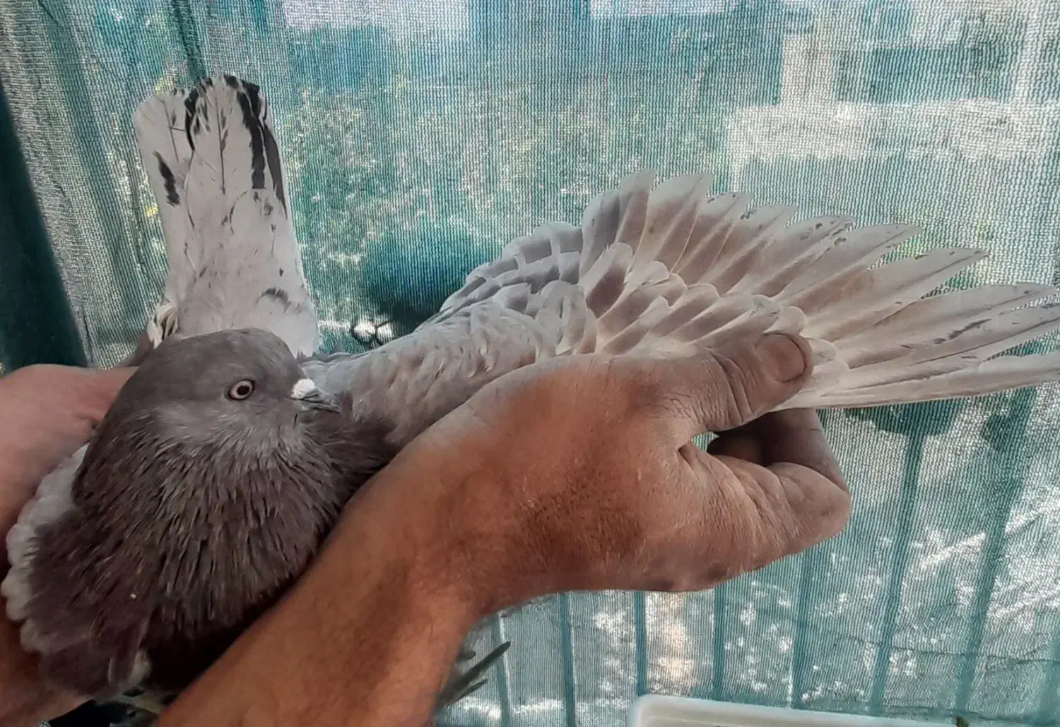 کبوتر پرشی|پرنده|ابریشم, |دیوار