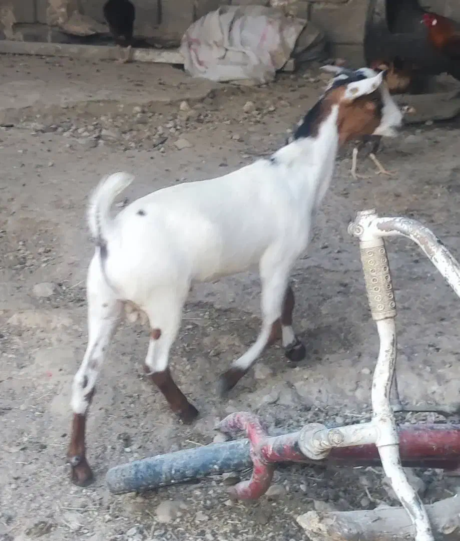 کهره نر|حیوانات مزرعه|خمیر, |دیوار