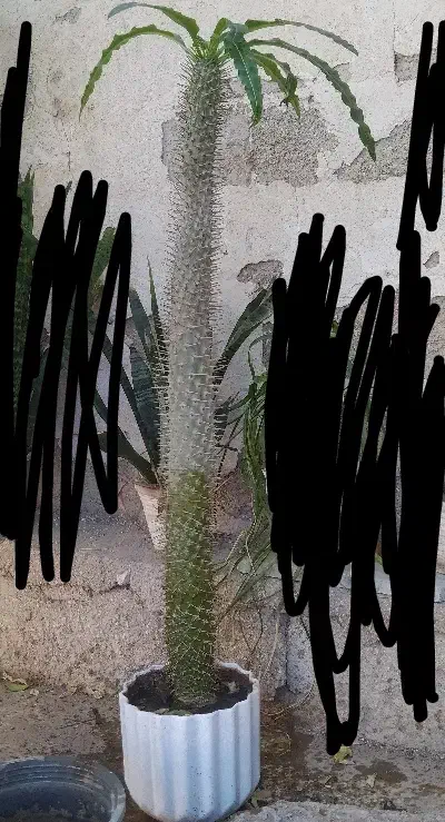 نخل ماداگاسکار|گل و گیاه طبیعی|بندر گناوه, |دیوار