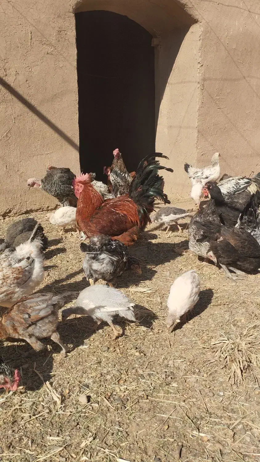 فروش خروس|حیوانات مزرعه|خلیل آباد, |دیوار