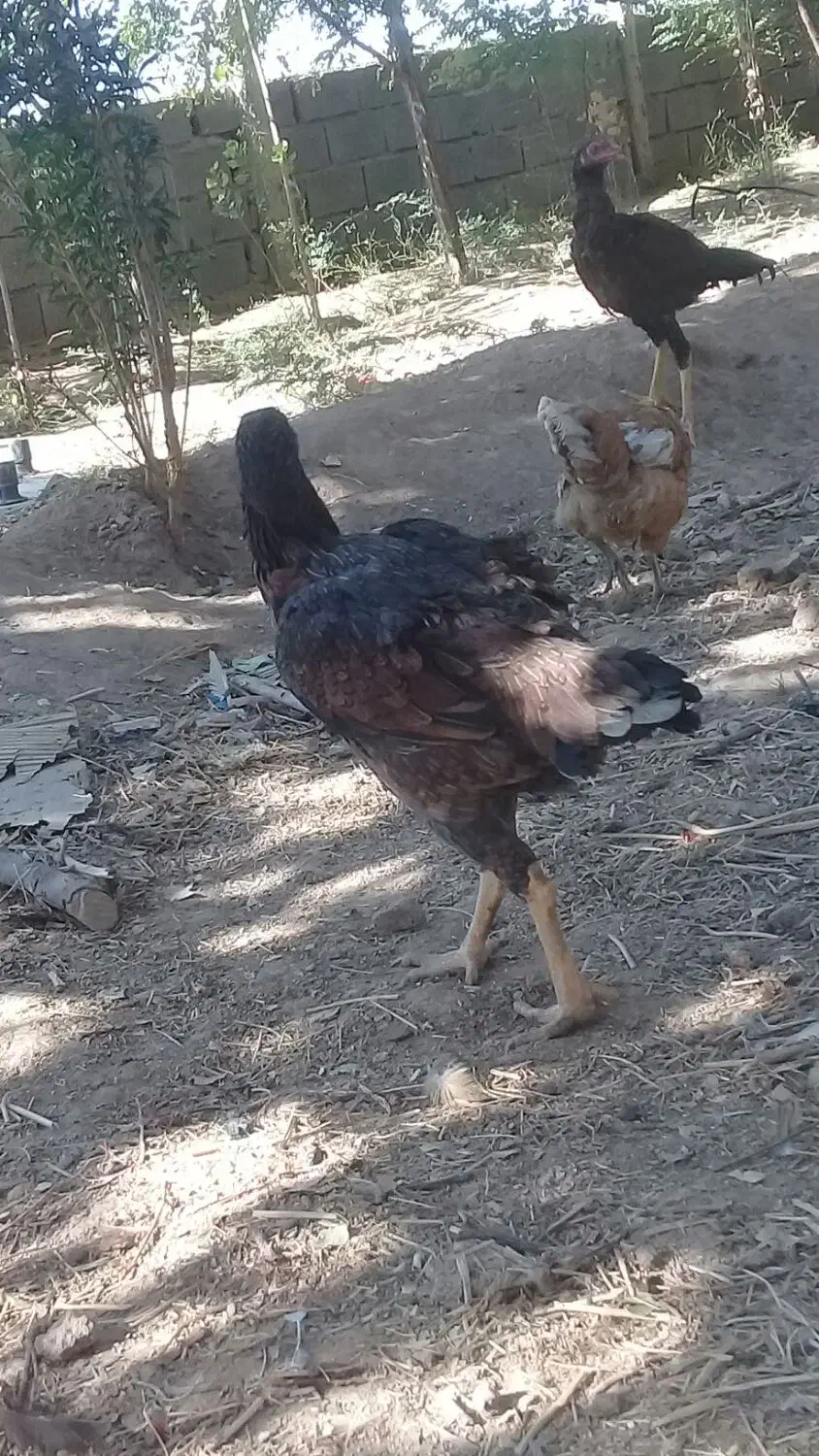 خروس ومرغ لاری|حیوانات مزرعه|ماهدشت, |دیوار