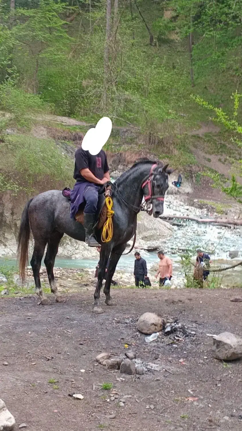 نریمان سه سال|اسب و تجهیزات اسبسواری|آمل, |دیوار