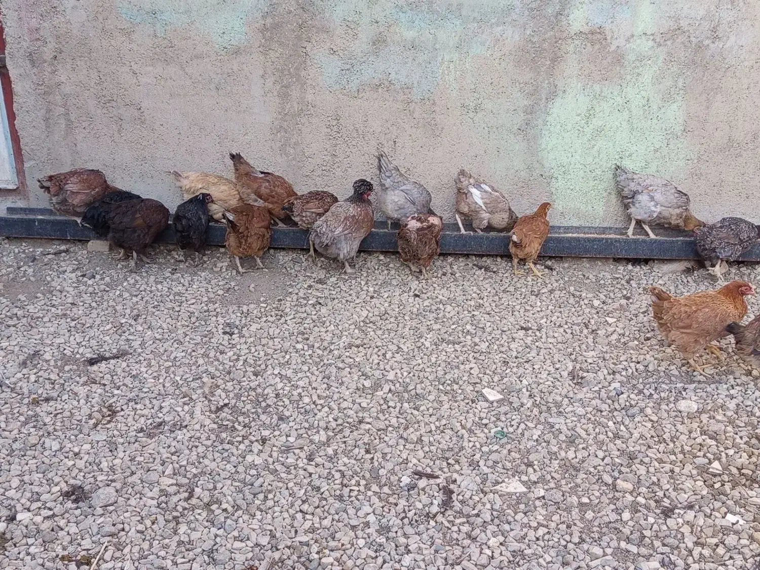 ۲۰ عدد بوقلمون ۲۰ عدد مرغ|حیوانات مزرعه|بروجرد, |دیوار