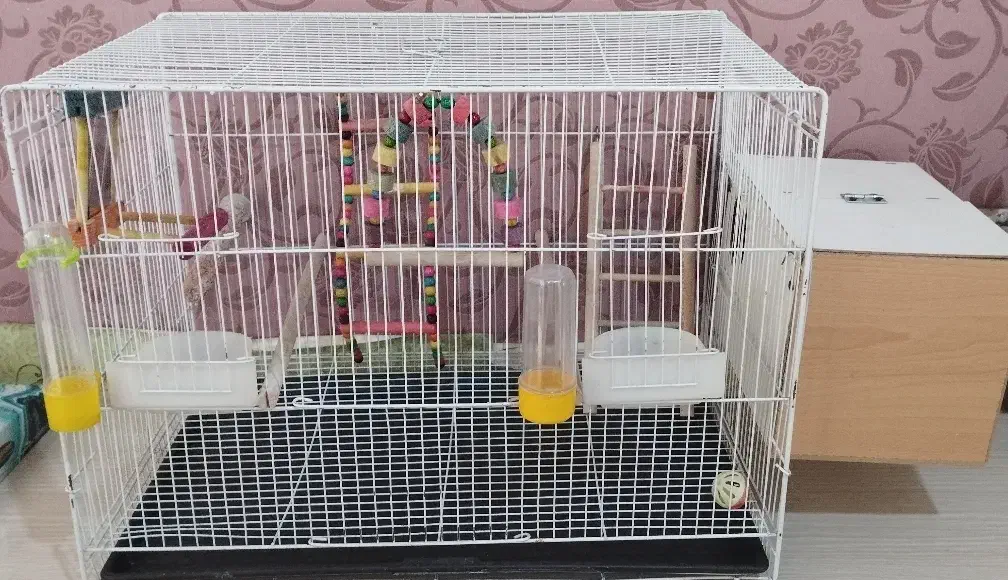 قفس پرنده|لوازم جانبی حیوانات|نیشابور, جمهوری|دیوار