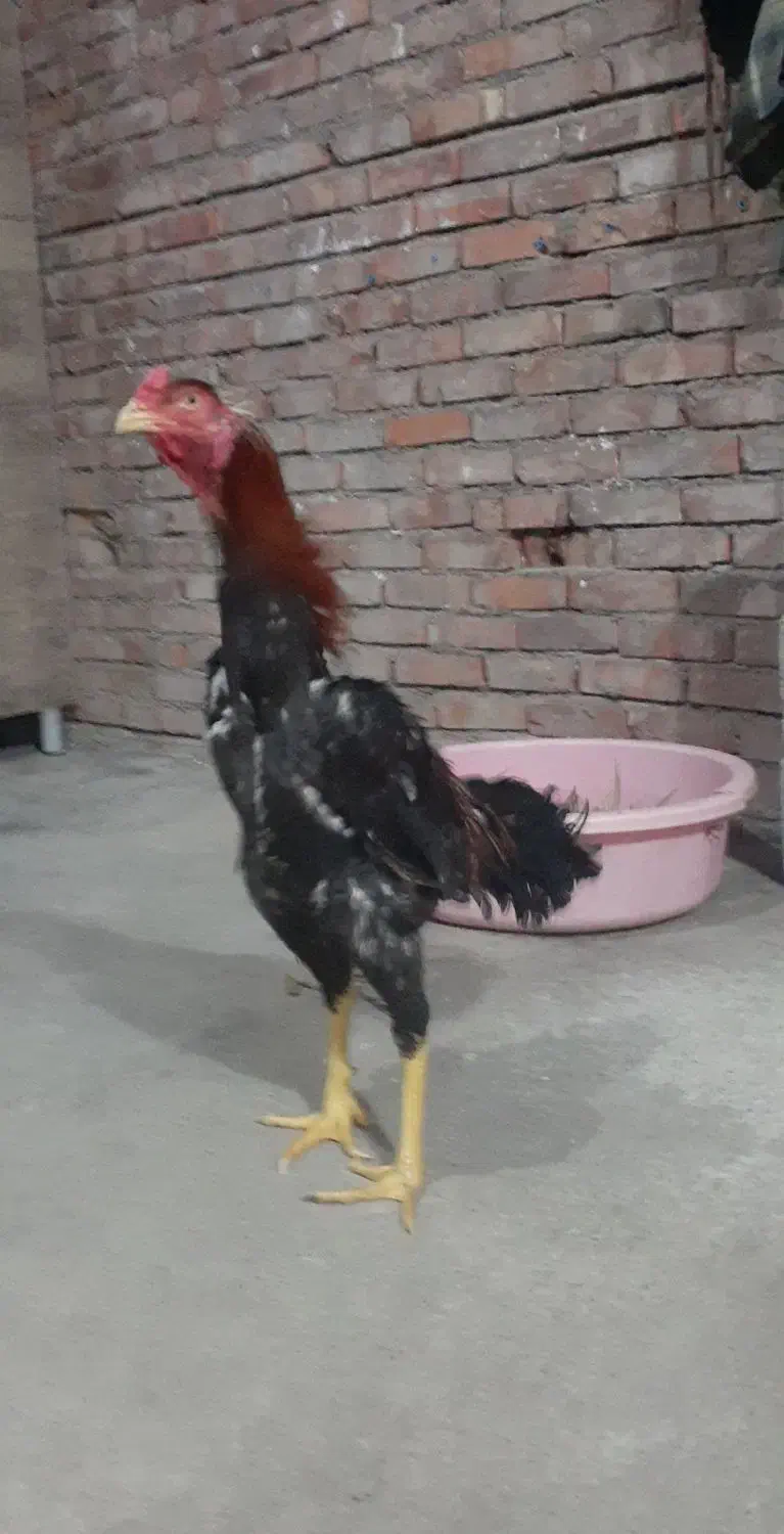 مرغ وخروس لاری|حیوانات مزرعه|بانه, |دیوار