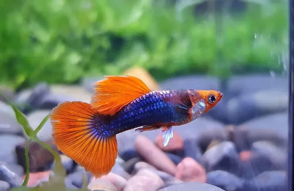 ماهی گوپی مولد تزئینی|ماهی|یزد, |دیوار