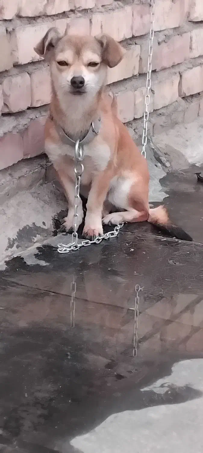 سگ پاکوتاه|سگ|نیشابور, رحیم آباد|دیوار