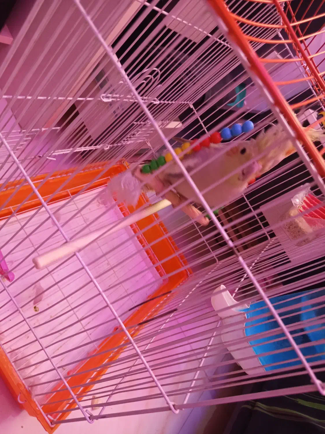 عروس هلندی‌های سرحال به فروش می‌رسد نر و ماده|پرنده|کهریزک, |دیوار