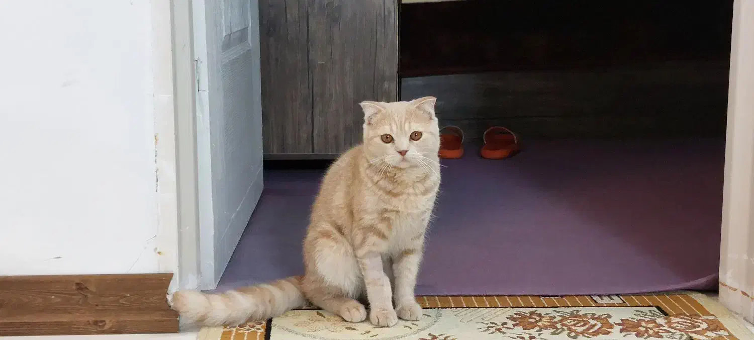 اسکاتیش نر|گربه|مشهد, کوشش|دیوار