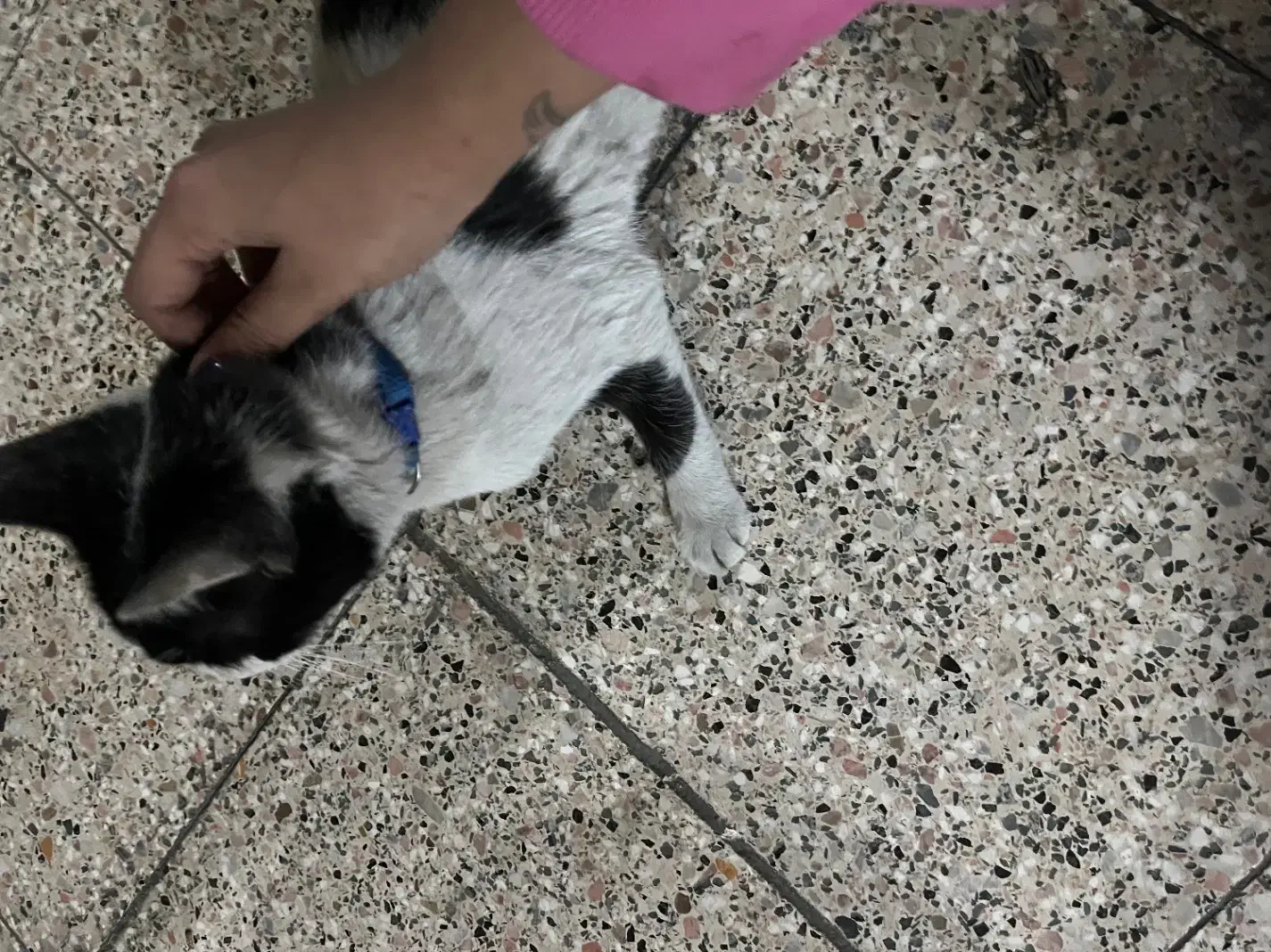 گربه پیدا شده|حیوانات|مشهد, دانشجو|دیوار