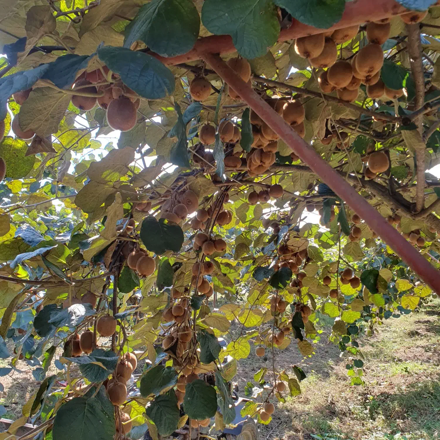 فروش کیوی هایوارد|خوردنی و آشامیدنی|بندر انزلی, چهارفریضه|دیوار