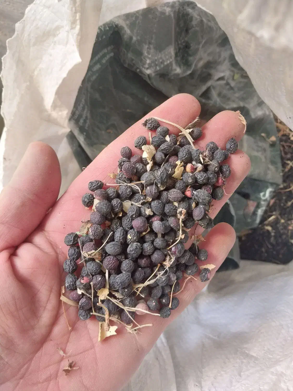 بذر البالو تلخ|خدمات باغبانی و درختکاری|شاندیز, |دیوار