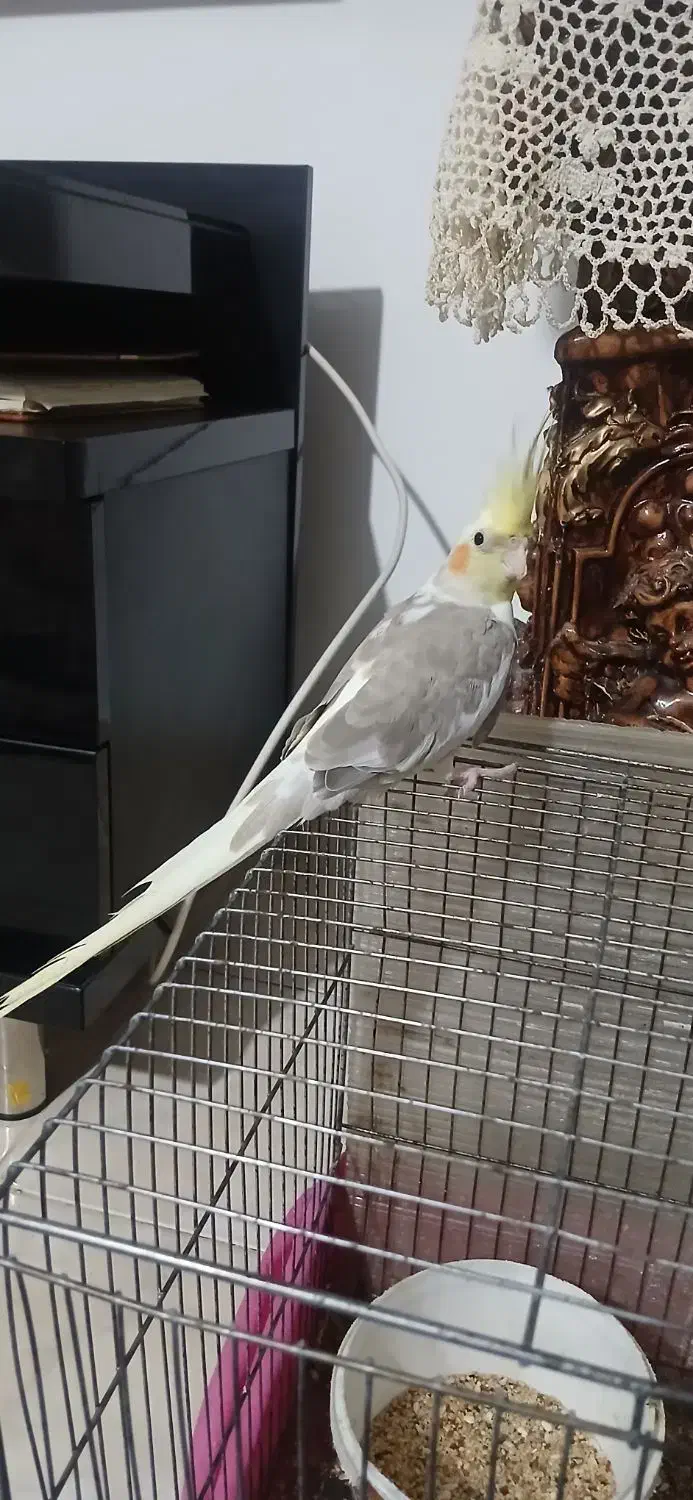 دوکت آهویی|پرنده|رشت, لاکان شهر|دیوار