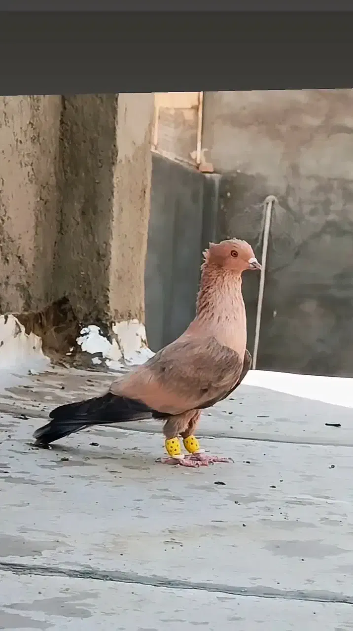 ارشینگل نر فروشی|پرنده|بردسکن, |دیوار