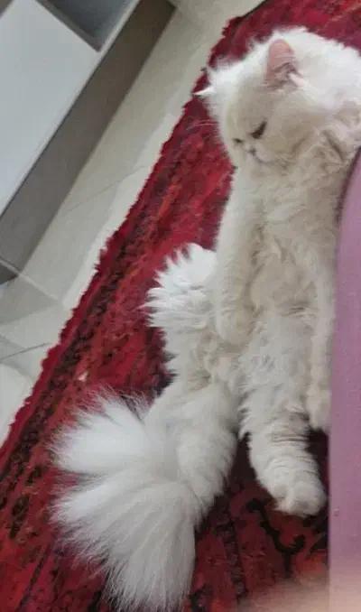 گربه پرشین فلت|گربه|رشت, منظریه|دیوار