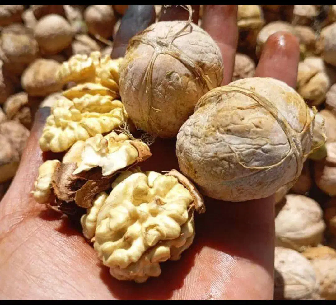 خریدار و فروش بادام به قیمت تجاری|عمدهفروشی|بن, |دیوار