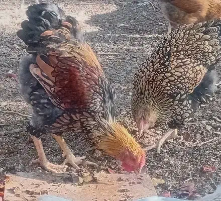 مرغ وخروس یاندوت|حیوانات مزرعه|مهاباد (اصفهان), |دیوار