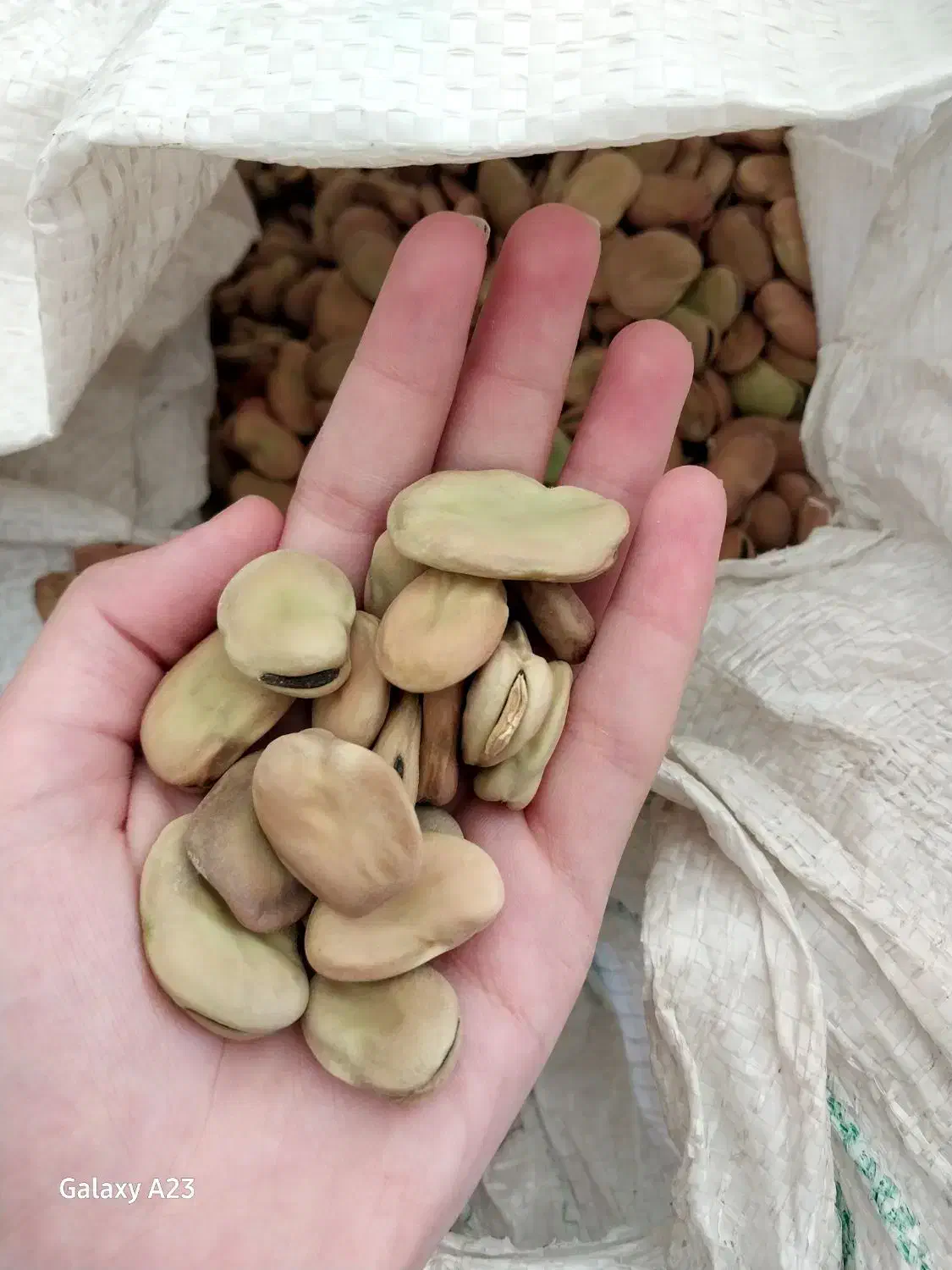 باقالی مازندرانی|خوردنی و آشامیدنی|صومعهسرا, |دیوار