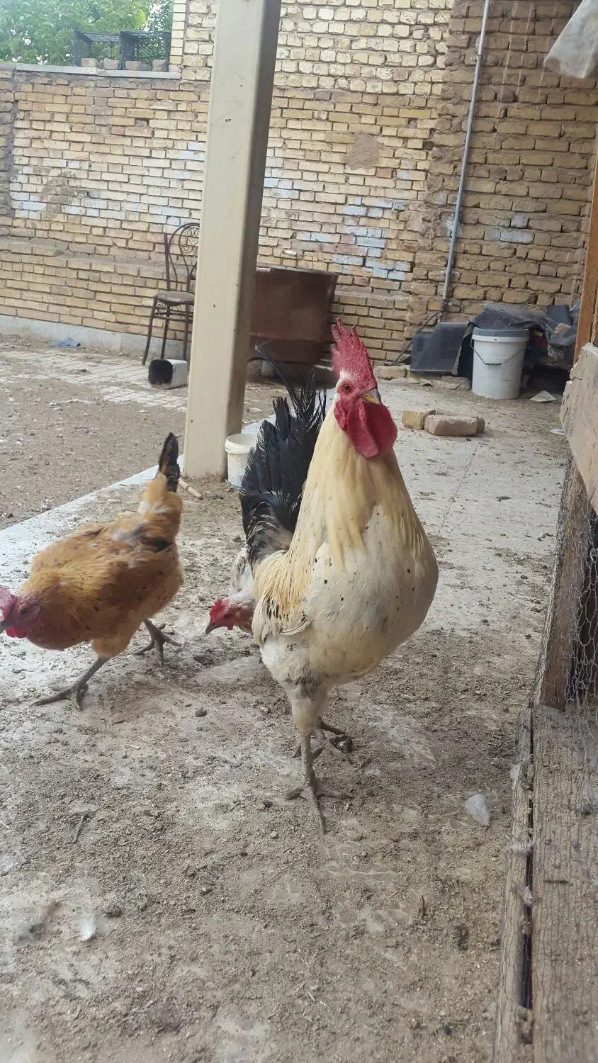 خروس لری اصیل قلم سبز|حیوانات مزرعه|مبارکه, |دیوار