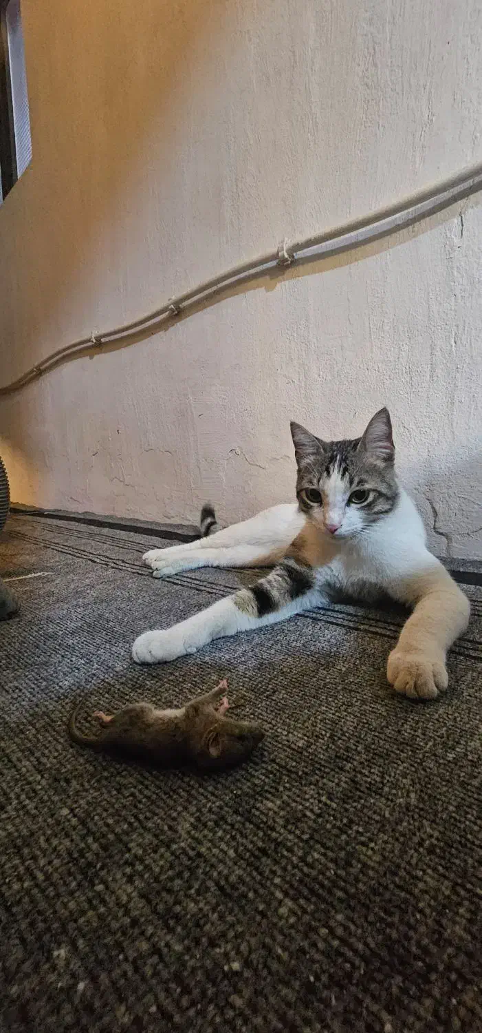 گربه نر عقیم شده گمشده|حیوانات|رشت, جانبازان|دیوار