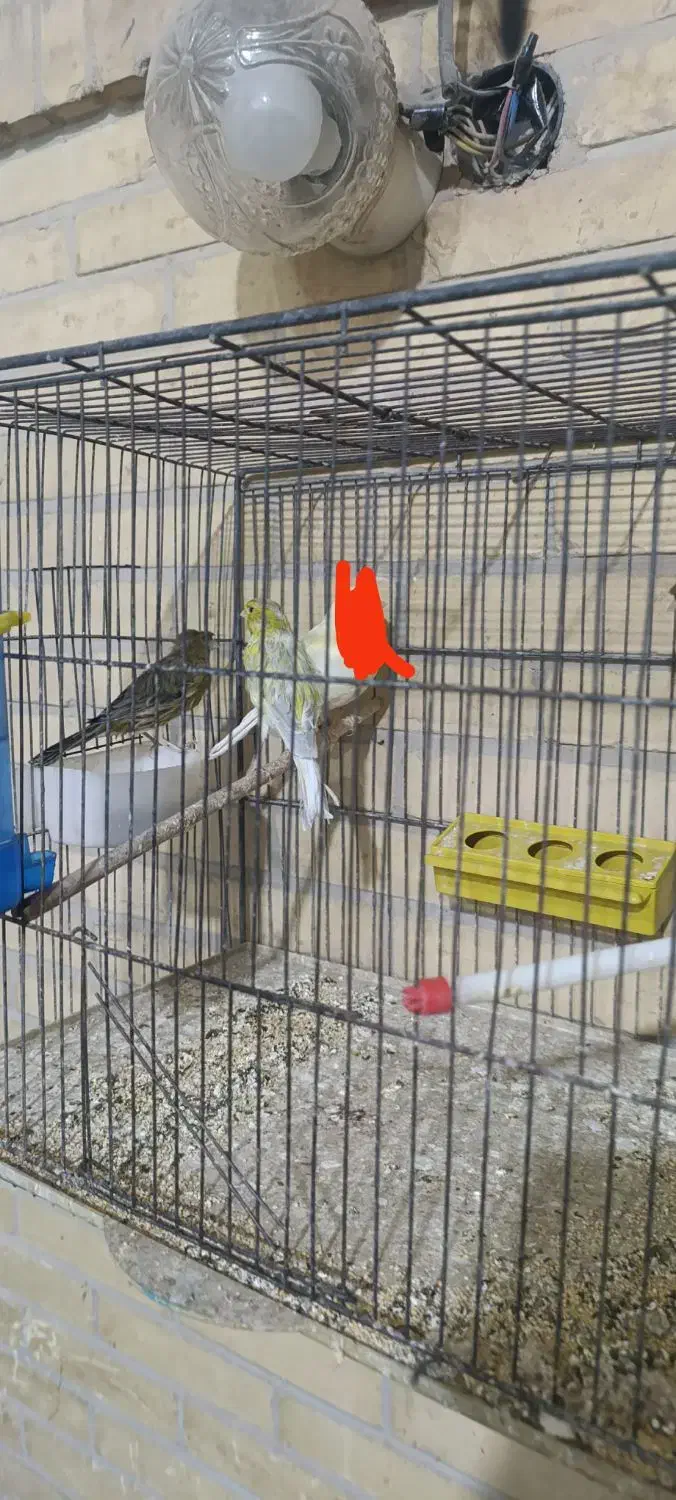 قناری|پرنده|یزد, |دیوار