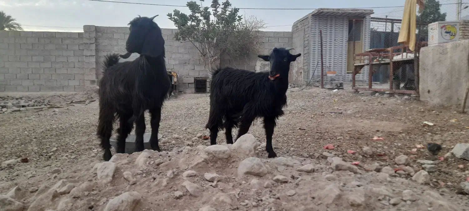 دوعدد کهره|حیوانات مزرعه|داراب, |دیوار