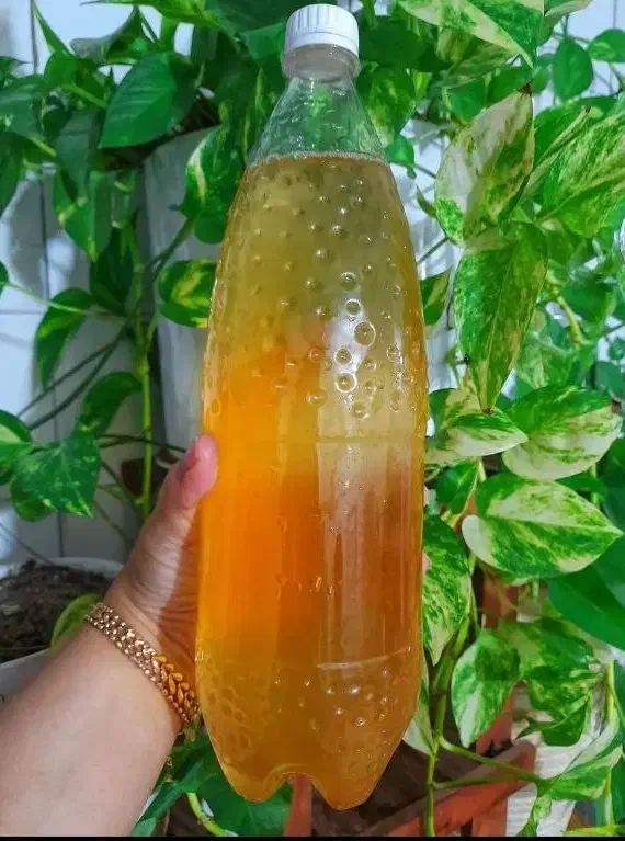 نوشیدنی و قارچ کامبوجا لاغری و چربی سوز|آرایشی، بهداشتی، درمانی|مشهد, فاطمیه|دیوار