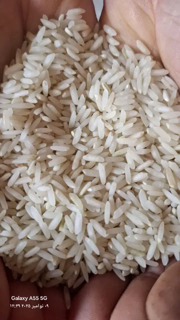 برنج طارم هاشمی دوباره کشت قیمت کیلویی ۲۹۰|خوردنی و آشامیدنی|بابل, |دیوار