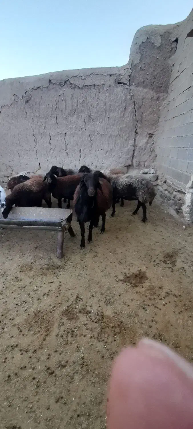 قوچ افشاری|حیوانات مزرعه|نیشابور, ماروسک|دیوار