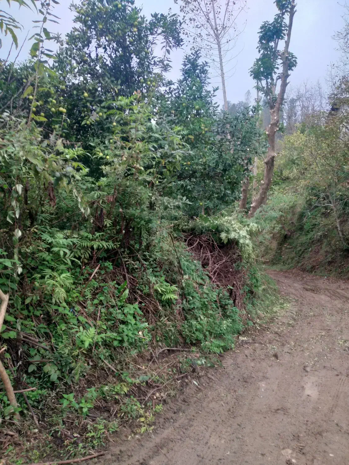 باغ مرکبات و چای ، واجارگاه ، گیل ملک|فروش زمین و ملک کلنگی|واجارگاه, |دیوار