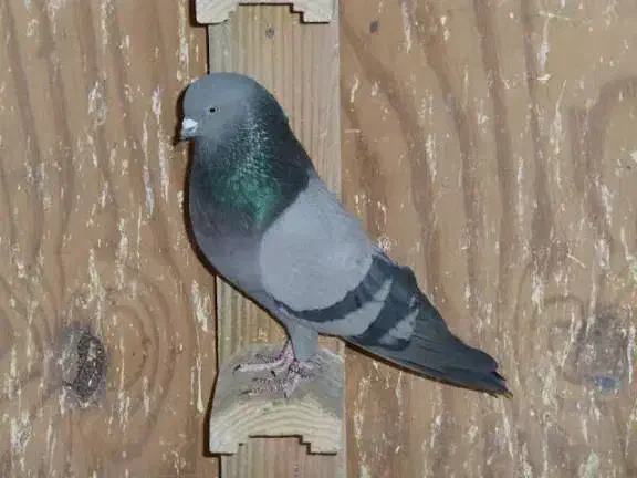 کبوتر سز نرو ماده|پرنده|ساری, |دیوار