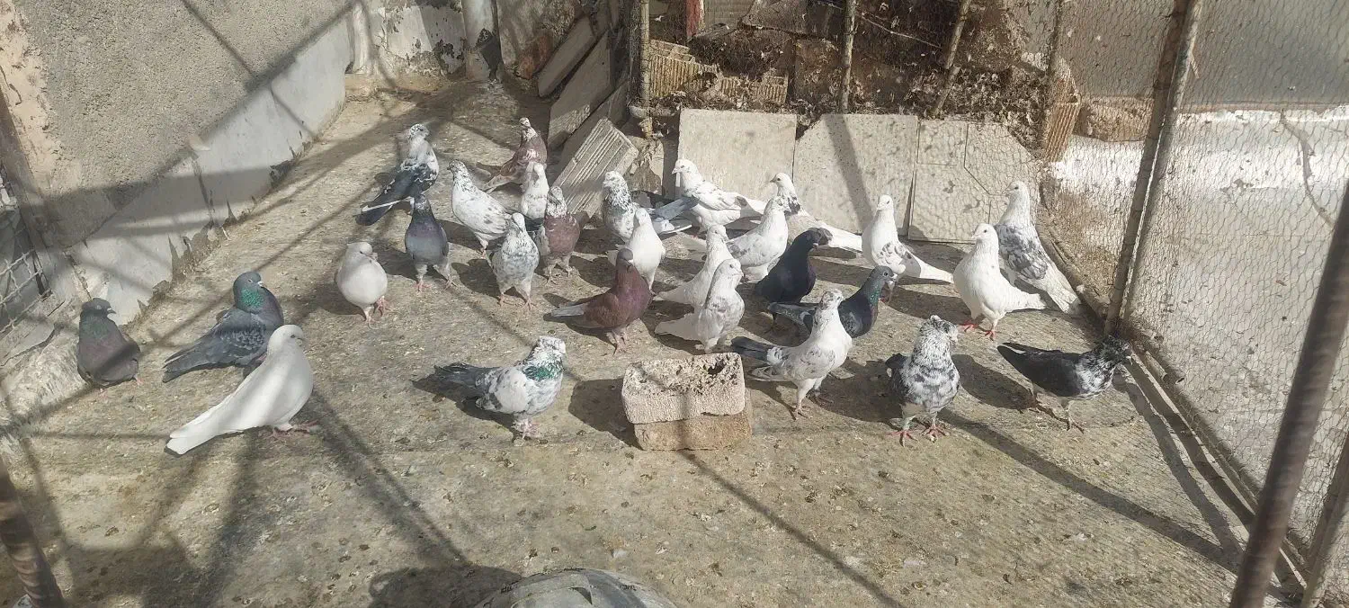 کفتر پرشی|پرنده|رباط‌کریم, منجیل آباد|دیوار