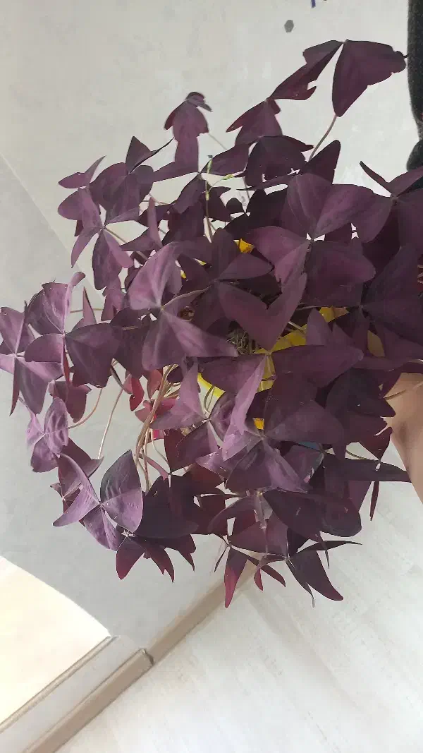 گل آپارتمانی پروانه ای|گل و گیاه طبیعی|اردبیل, |دیوار