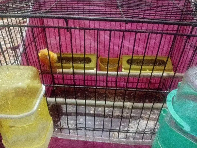 قناری|پرنده|قم, شاه ابراهیم|دیوار