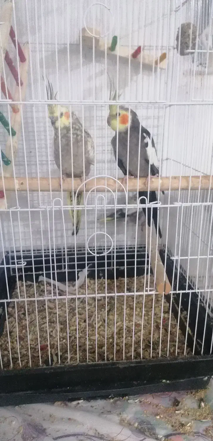 پرنده|پرنده|نجف‌آباد, ویلاشهر|دیوار