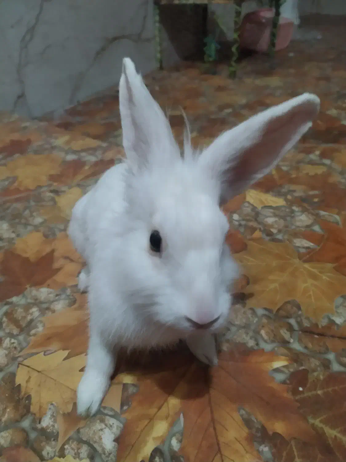 حیوانات خانگی|موش و خرگوش|شوشتر, |دیوار