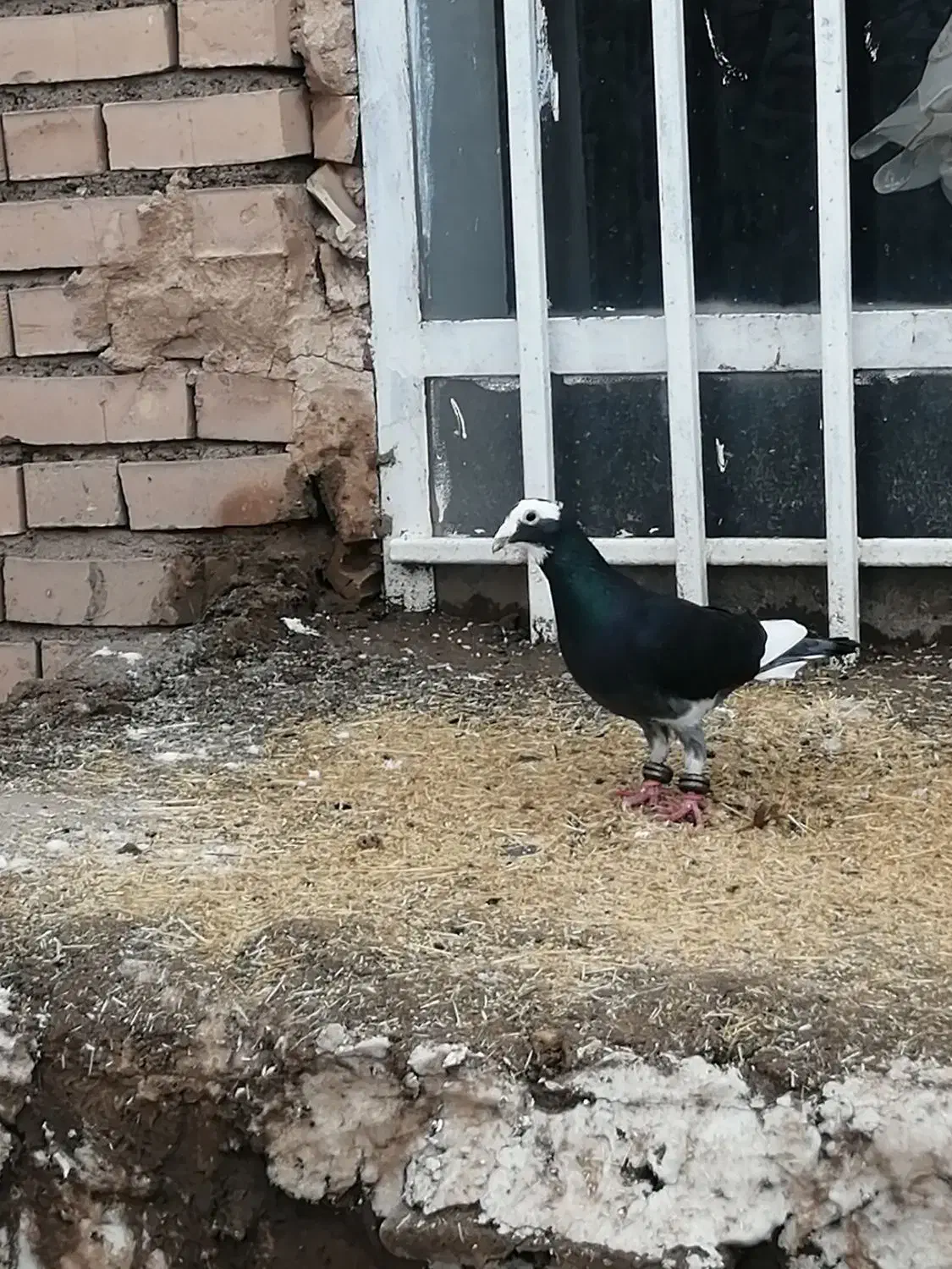 2 عدد نر ماده آلمانی.. مینا سیاه کرمونی قلدر..|پرنده|زاوه, |دیوار