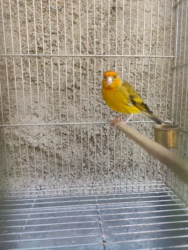 سهره قناری دهن سهره|پرنده|ری, علایین|دیوار