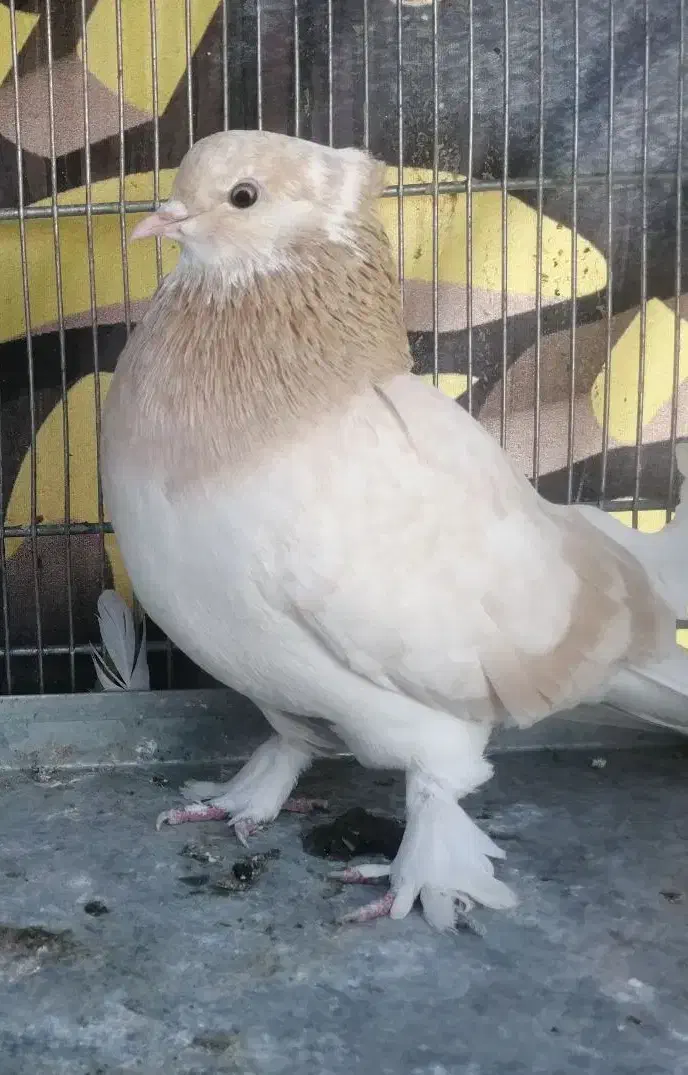 کفتر کلکسیونی|پرنده|قم, سالاریه|دیوار