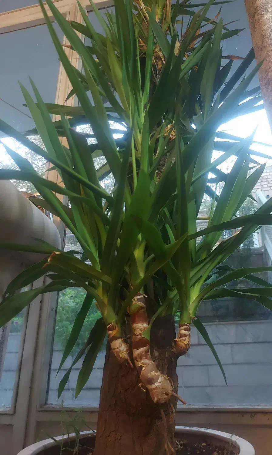 درخت یوکا|گل و گیاه طبیعی|اصفهان, جویباره|دیوار