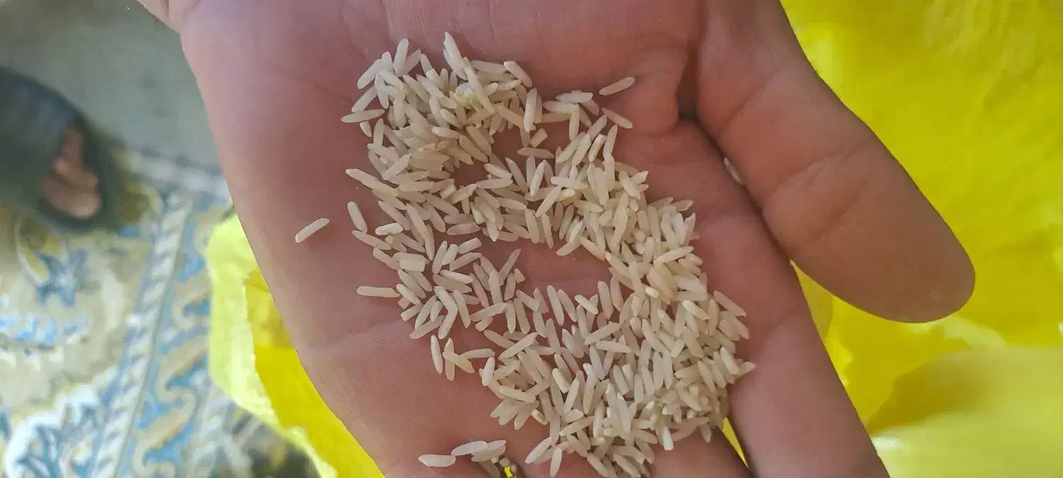 برنج طارم شَفَق درجه یک به شرط پخت|خوردنی و آشامیدنی|ایلام, |دیوار