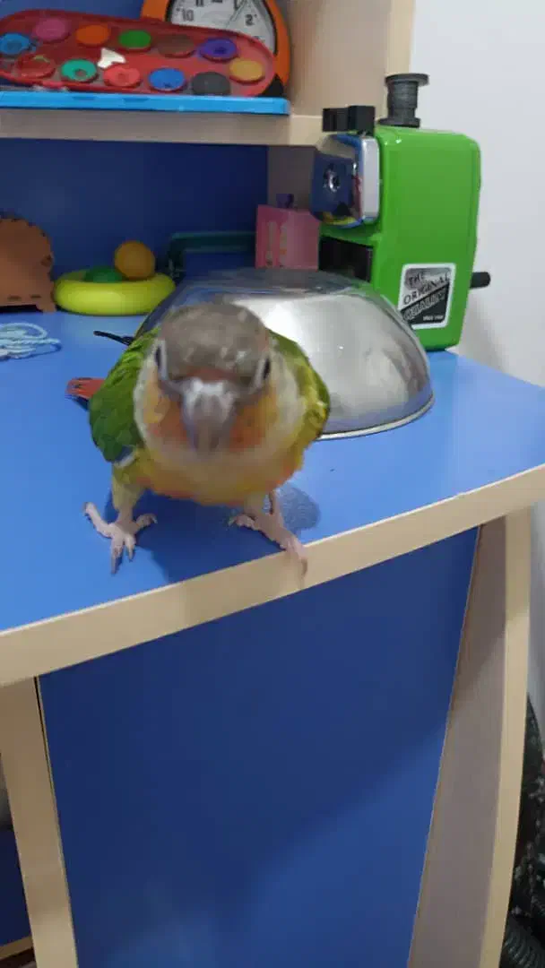 گرینچیک گم شده|حیوانات|فردیس, شهرک ارم|دیوار