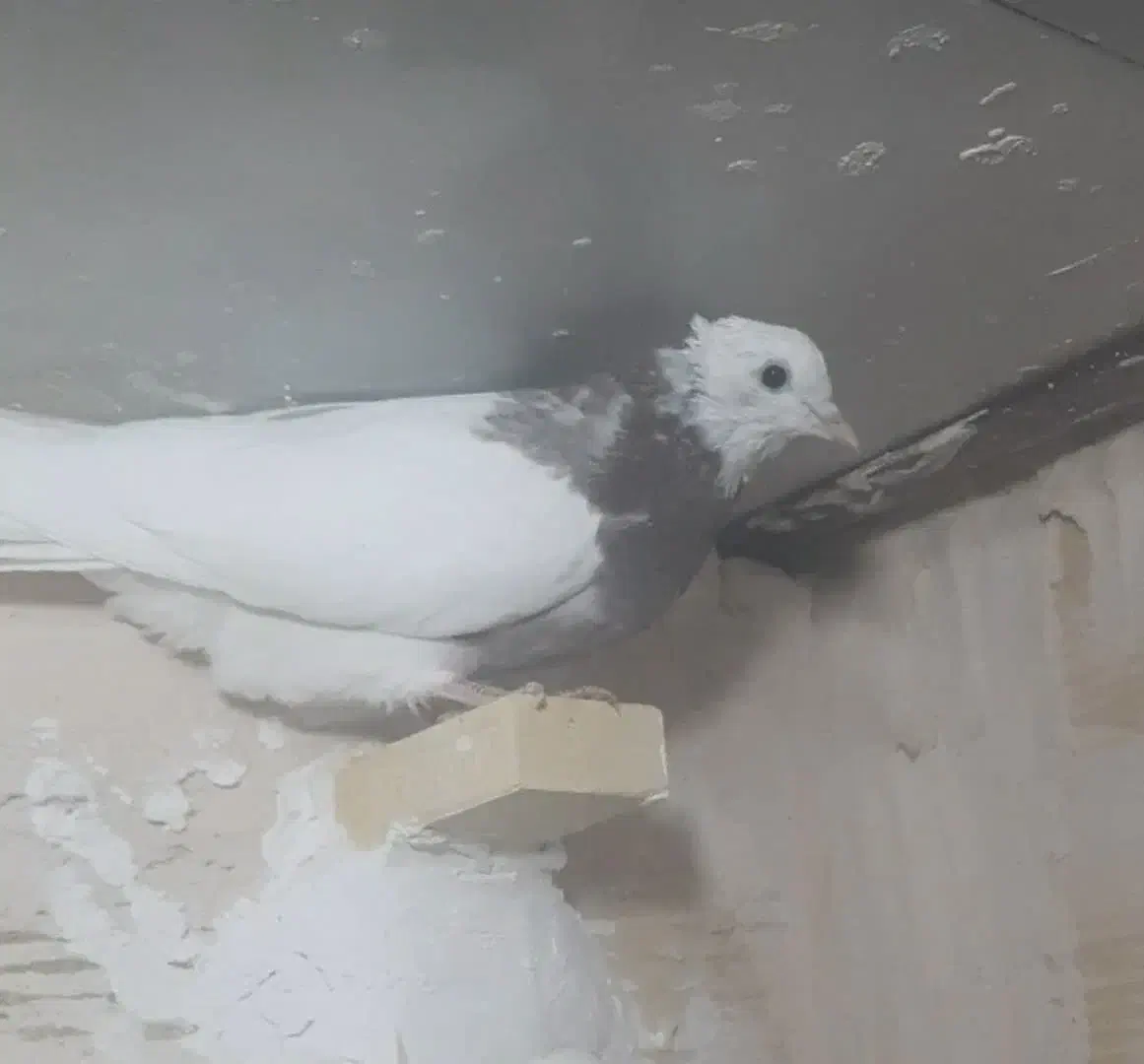 پرنده|حیوانات|بافق, |دیوار