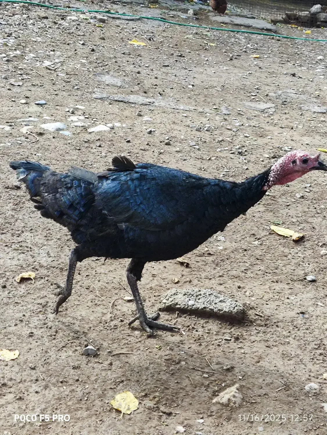 بوقلمون نر و ماده|حیوانات مزرعه|دره شهر, |دیوار