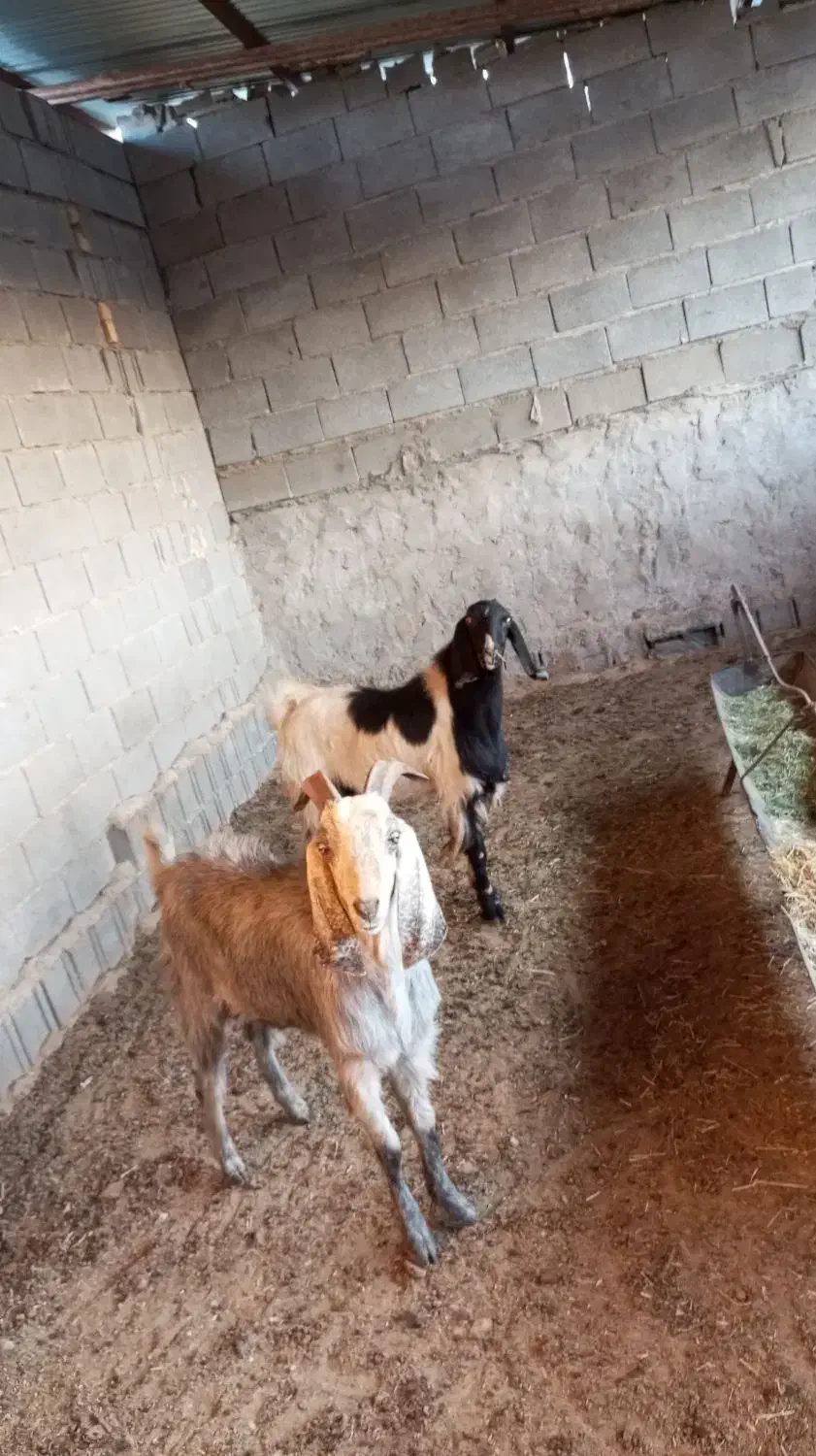 کهره چپش نر ، پازن، بز|حیوانات مزرعه|شیراز, کوشک بیدک|دیوار