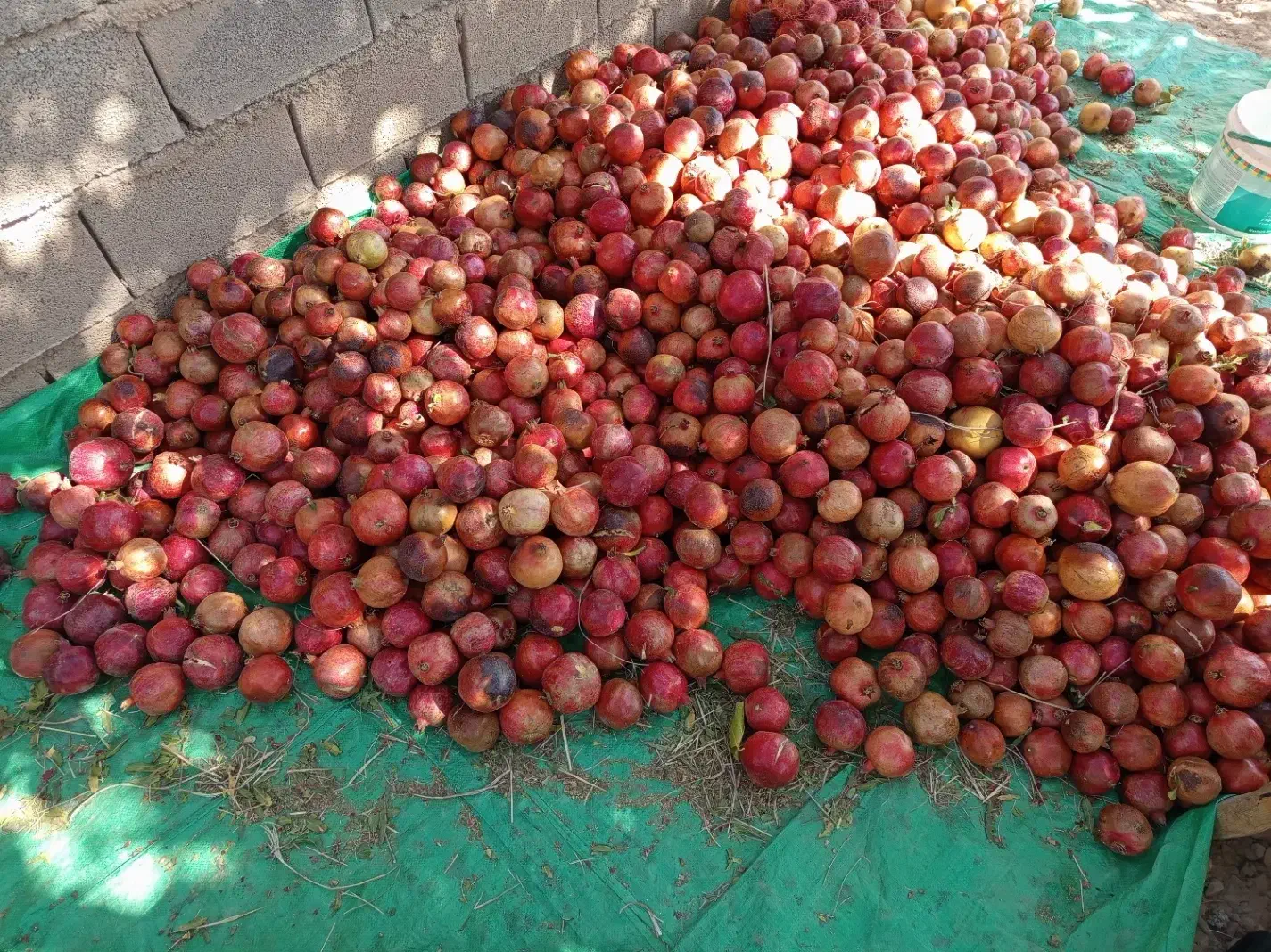 فروش انار درجه یک و انار ربی(توری)|خوردنی و آشامیدنی|ارسنجان, |دیوار