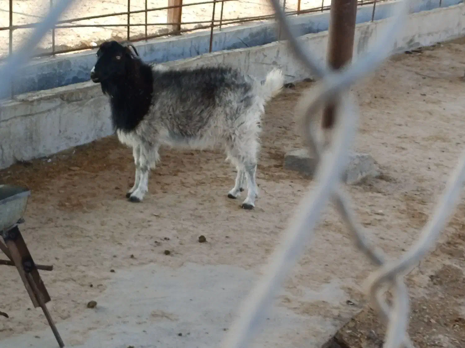 فروش بز و نری|حیوانات مزرعه|رودان, |دیوار