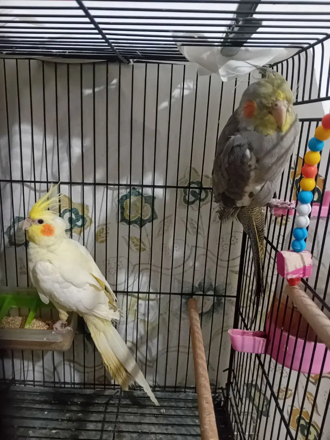 پرنده طوطی عروس هلندی|پرنده|سرخرود, |دیوار