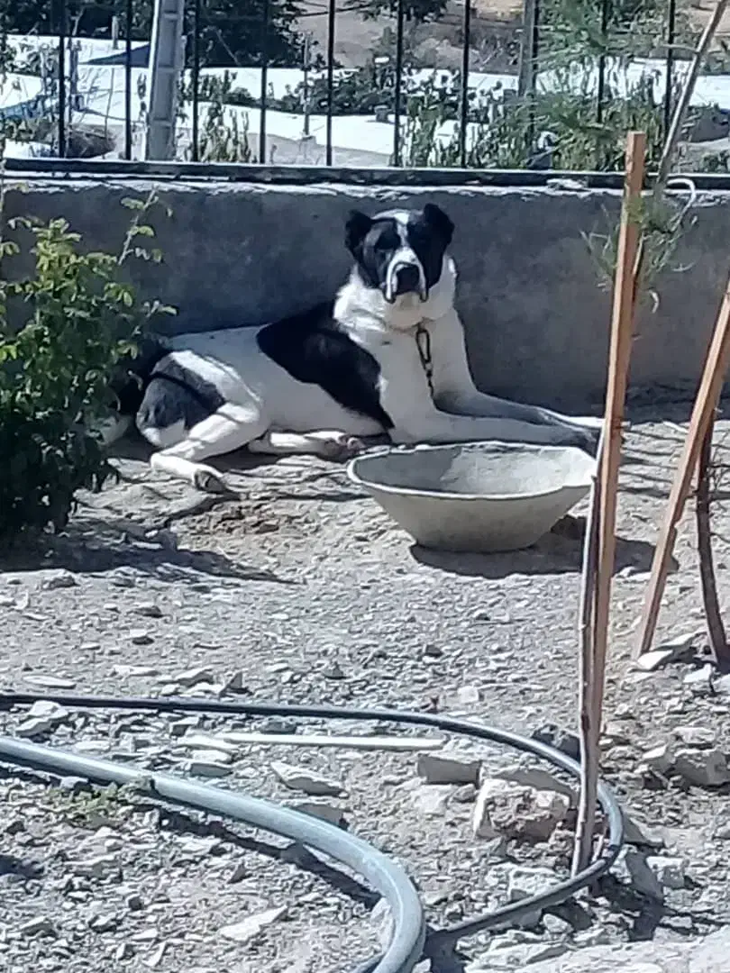 توله سرابی افغان|سگ|قزوین, |دیوار