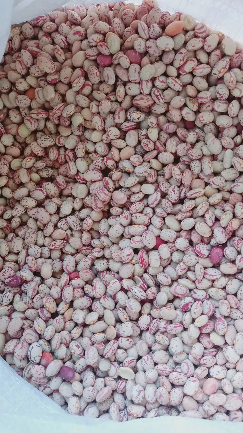 کشمش و لوبیا چیتی|خوردنی و آشامیدنی|پاسارگاد, |دیوار